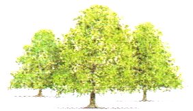 R. Locke & Son Trees