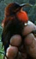 Crimson Sunbird