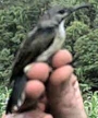 Olive-backed Sunbird