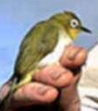 Pale-bellied White-Eye