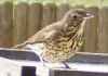 Thrushes