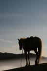 Horse silhouetted against the sky