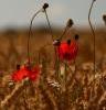 Poppies