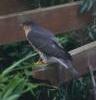 Grey Bird on slat, Wellesbourne