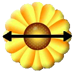 Sunflower with Diameter