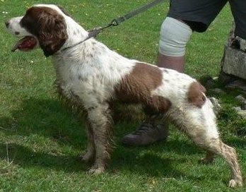 Another canine hero