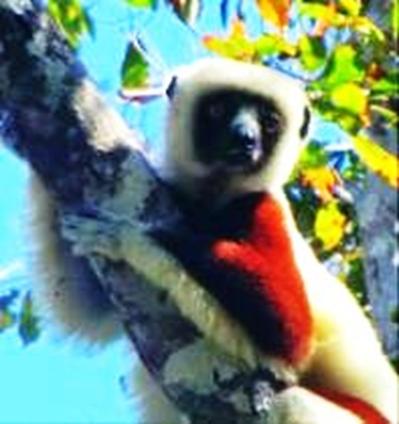 Madagascar