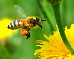 Bee Collecting Dandelion Pollen