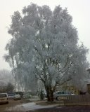 Snowy Tree: a Cold Start to the Year
