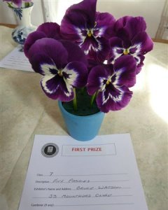Beauties! 5 Pansies