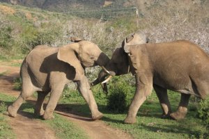 Elephants